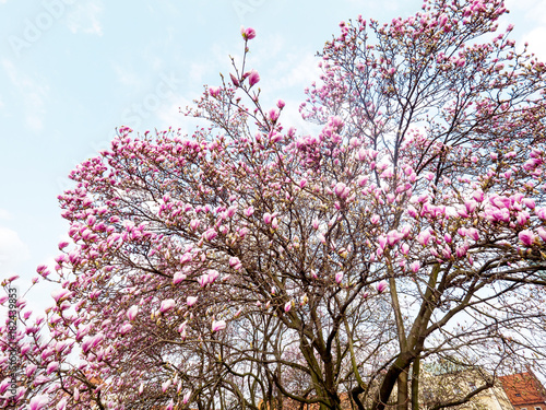 Kwiaty magnolii w wiosennej scenerii