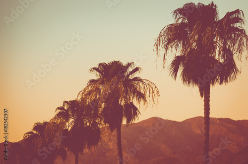 Row Of Palm Trees and Mountains at Sunset Palm Springs