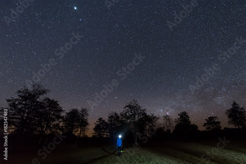 Night sky with star and tree.