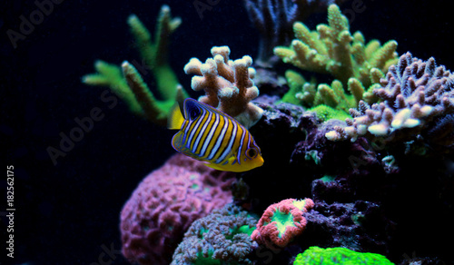 Regal Angelfish in reef aquarium tank