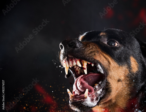 Ferocious Rottweiler barking mad on black background.