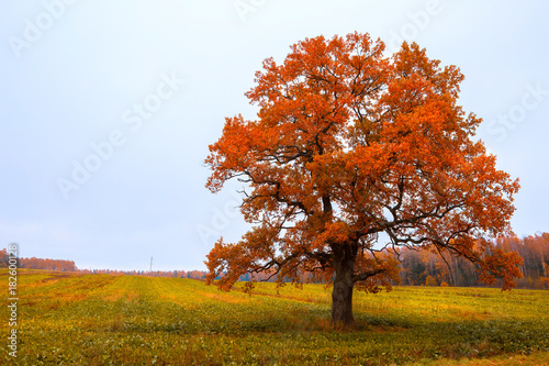 Autumn tree in the field. Autumn time of the year.