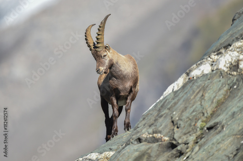 junger Steinbock im Hochgebirge - Capra ibex