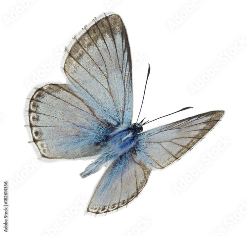 Male Chalkhill blue (Polyommatus coridon) in flight