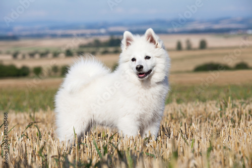 Portrait of nice german spitz