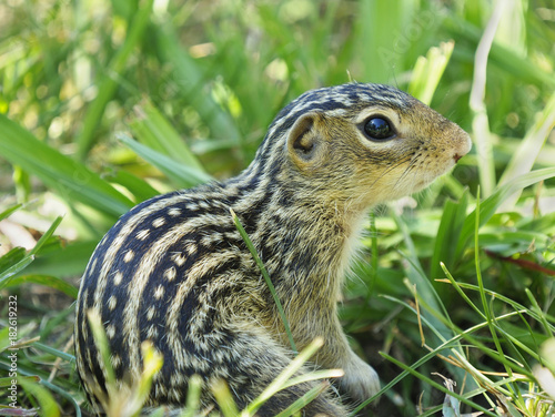 Extreme Closeup of a Thirteen-Lined Ground Squirrel in the Grass