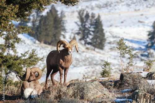 Bighorn Sheep in Yellowstone National Park