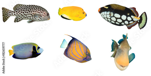 Tropical reef fish isolated on white background. Sweetlips, angelfishes and triggerfish