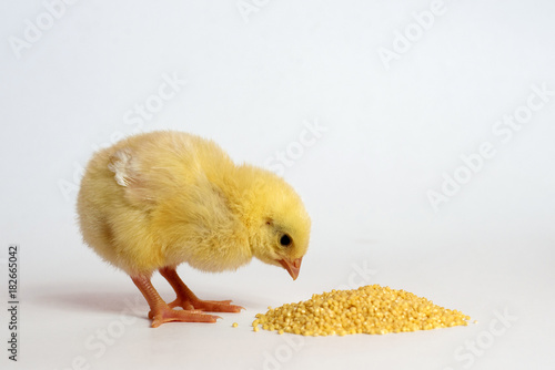 Little chicken isolated on white