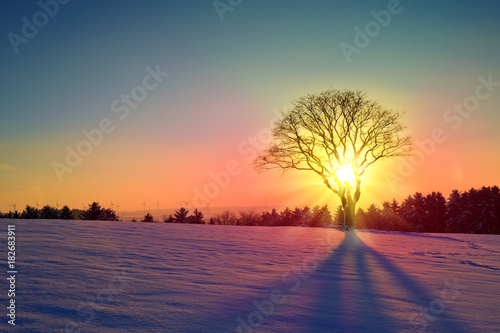 Winter sunset landscape with tree and snow field.