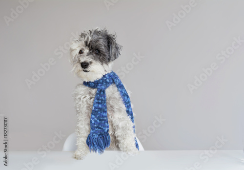 Cute Dog with Scarf on a Gray Background. Concept of Canine Emotions