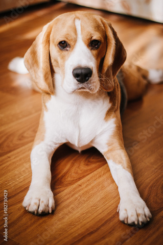 dog beagle