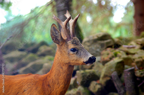 Roe Capreolus capreolus