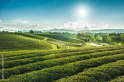 Beautiful landscape view of choui fong tea plantation with sunset at Maejan , tourist attraction at Chiangrai province in thailand