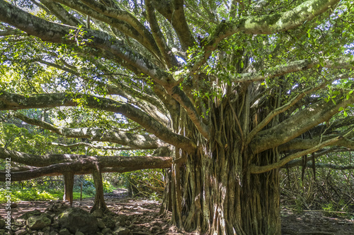 Huge tree in the jungle of Maui island, Hawaii