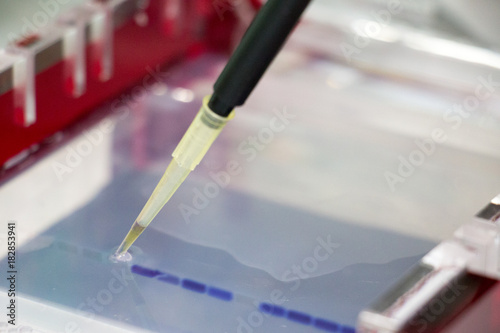 Agarose gel electrophoresis is a method of gel electrophoresis used in biochemistry, molecular biology, genetics, and clinical chemistry to separate a mixed population of macromolecules such as DNA or