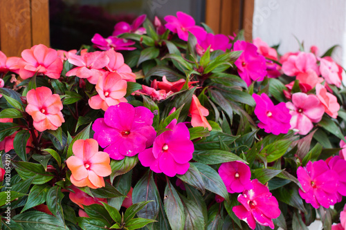 Bright pink impatiens hawkeri, the New Guinea impatiens, in bloom