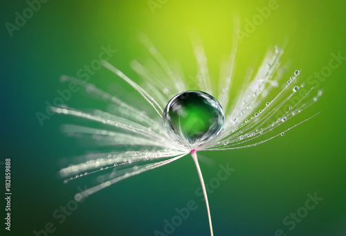 Beautiful dew water drop on a dandelion flower on blurred green background macro. Soft dreamy elegancy artistic image tenderness and fragility of nature.