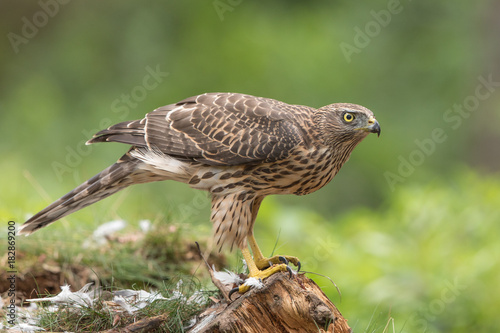 Northern Goshawk