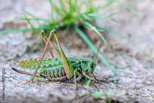 Large female gray grasshopper prepared for jump