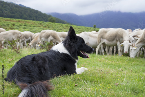 troupeau de moutons et border collie
