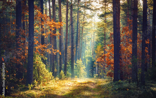 Autumn forest nature. Vivid morning in colorful forest with sun rays through branches of trees. Scenery of nature with sunlight.