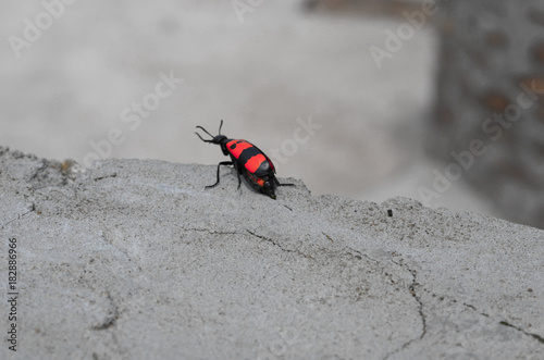 Beautiful red and black Insect on concrete wall photo