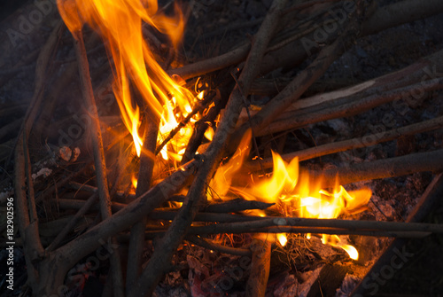 Campfire, fire with branches of dry tree.
