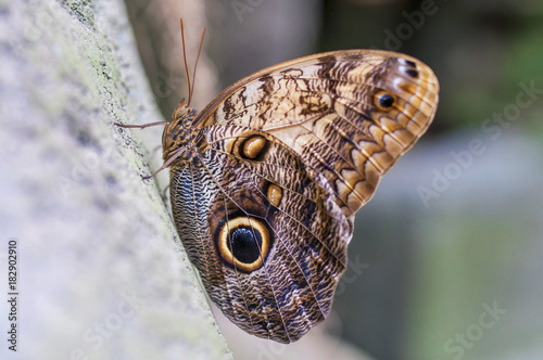 Owl butterfly Calligo memnon