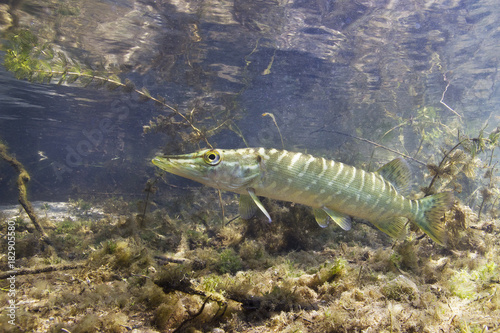 Freshwater fish Northern pike (Esox lucius) in the beautiful clean pound. Underwater shot with nice bacground and natural light. Wild life animal.