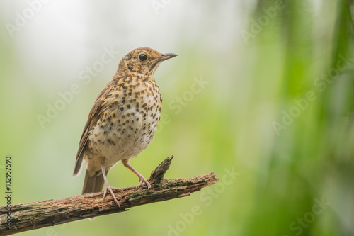 Song thrush