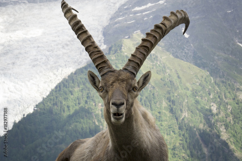 Portrait of an alpine ibex (capra ibex).