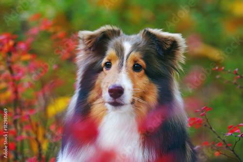 The portrait of a cute sable Sheltie dog posing outdoors with red bushes in autumn