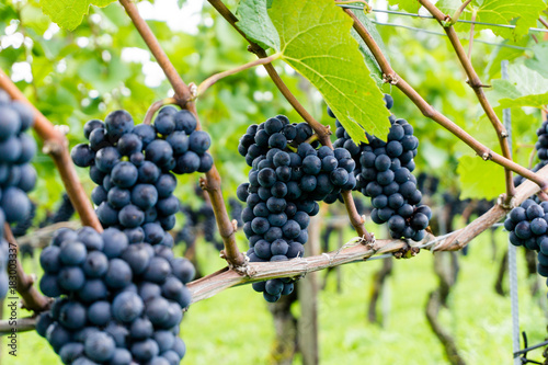 ripe pinot noir grapes on vines ready for harvesting