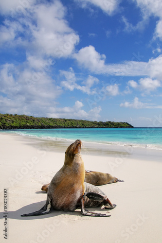 Galapagos sea lions on the beach at Gardner Bay, Espanola Island, Galapagos National park, Ecuador