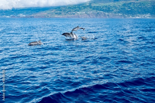 A baby dolphin and his family near the coast of Pico 