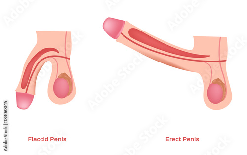 erect and flaccid penis and dick vector / sex education / graphic