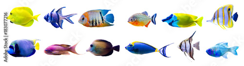 Tropical fish collection isolated on white