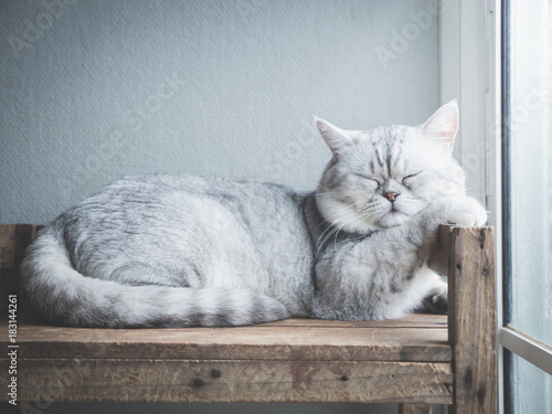 Cute cat sleeping on wooden shelf under light from a window