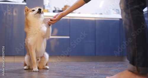 Shiba inu dog giving hand ask for snack