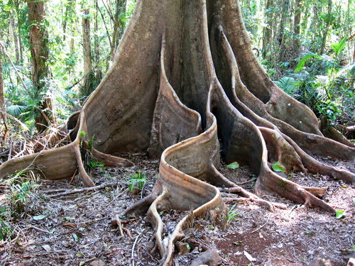 roots