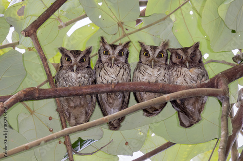 A family of tropical screech owls (Megascops choliba) hiding from the Sun under rainforest canopy, Pacaya Samiria National Reserve, Yanayacu River, Amazon area, Peru