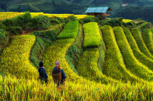 Two undefined Vietnamese Hmong are walking in the fantastic landscape of rice field terrace for prepare harvest when sunrise at Northwest Vietnam. Mu Cang Chai, Yen Bai province, Vietnam