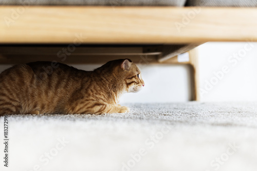 A cat hiding under the couch