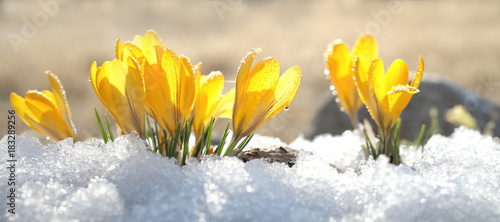 Krokusy żółty kwiat w słoneczny wiosenny dzień na świeżym powietrzu. Piękne pierwiosnki na tle genialnego białego śniegu.