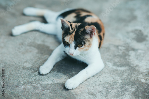 Close up One cat on the cement floor, Thai cat skin.
