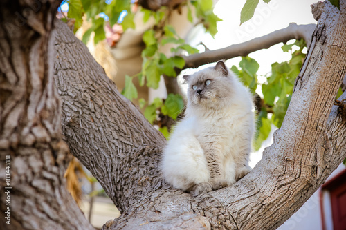 Sublime white and grey Himalayan cat sit on tree watch over. Most beautiful Persian cat in USA. What cat should you get.
