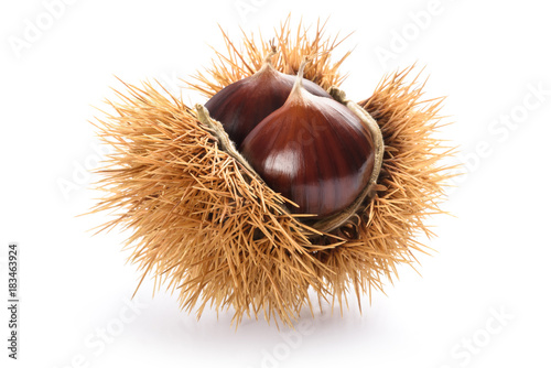 Chestnut in husk