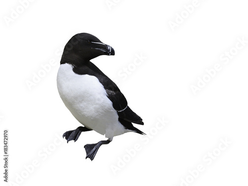 Razorbill on White Background, Isolated