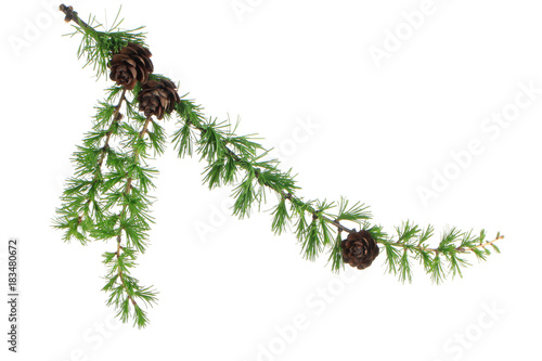 branch of larch with cone isolated